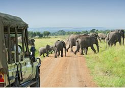 Elephants crossing road