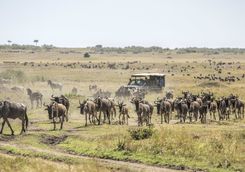 Wildebeest and safari vehicle