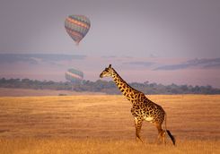Giraffe at sunset