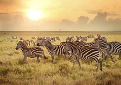 Zebra at sunset