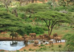 Laikipia elephants
