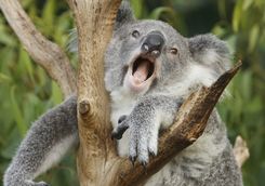koala