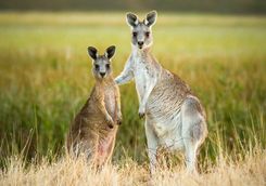 two kangaroos