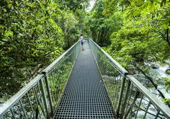 daintree rainforest canopy bridge