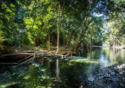 daintree river