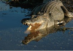 a saltwater crocodile