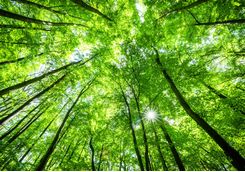 tree canopy