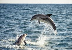 dolphins jumping