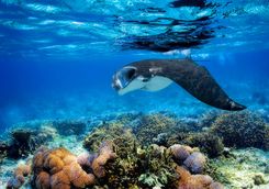manta ray