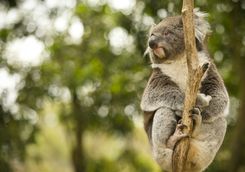 Koala up a tree