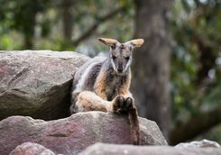 Wallaby