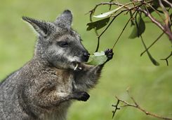 Wallaby, Australia