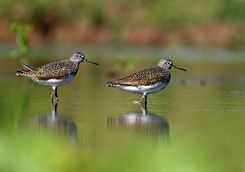 Birds on the river