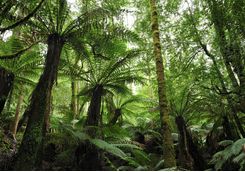 Tasmanian forest
