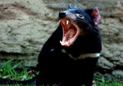 Tasmanian Devil