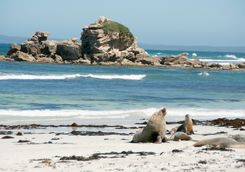 Seal Bay, Australia