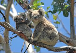 Koalas in a tree