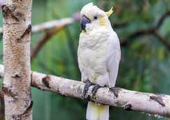 Cockatoo