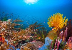 Reef underwater