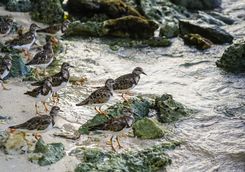 Shorebirds