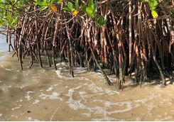 Roots mangrove forest