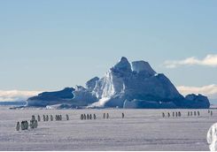 penguin colony