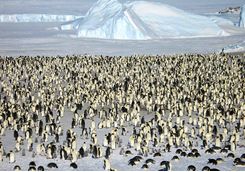 emperor penguin colony