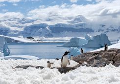 penguins