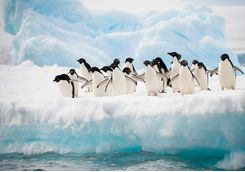 a group of penguins