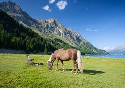 Horse in the Alps