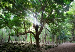 Mauritian woodlands