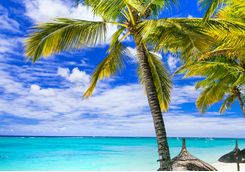 Palm tree on beach