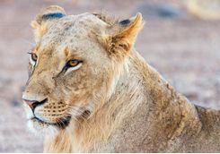 Lion Samburu savannah