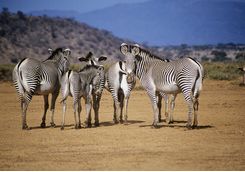 Zebra in Kenya