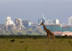 Nairobi skyline and giraffe