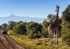 Giraffe in Kenya