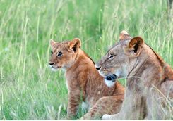 Lion and cub in Kenya
