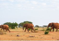 Red elephant in Kenya