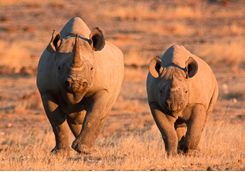 Black rhinos