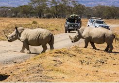 Rhinos and safari vehicle