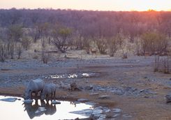 Sunset and rhino