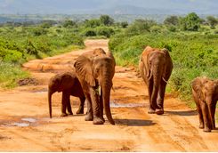 Elephants in Kenya