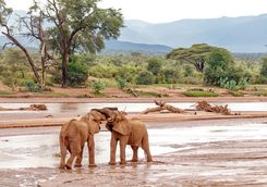 Elephants playing