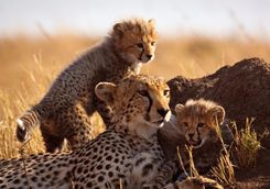 Cheetah and cubs