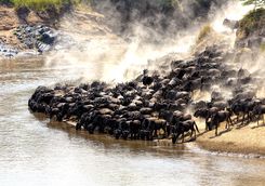 Great wildebeest migration