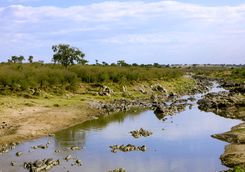Mara river
