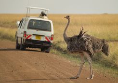 Ostrich on road