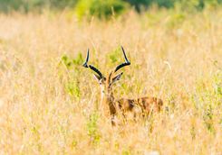 Gazelle in Kenya