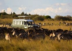 Zebra on safari