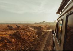 Zebra and vehicle